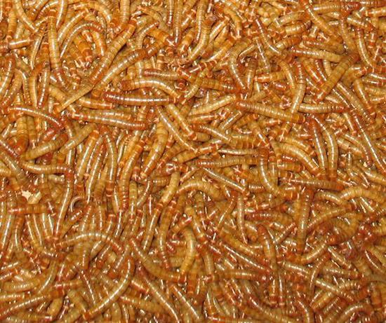 中美科学家培育新型黄粉虫以塑料为食 为垃圾